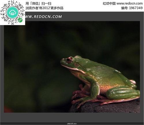 國(guó)產(chǎn)青蛙在線(xiàn)視頻觀(guān)看,在線(xiàn)視頻觀(guān)看熱潮席卷而來(lái)