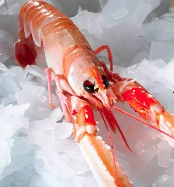 國產(chǎn)海鰲蝦捕撈視頻,海洋豐收的生動(dòng)寫照