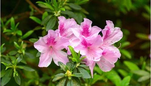 國產(chǎn)杜鵑如何養(yǎng)護(hù)視頻,視頻教程詳解